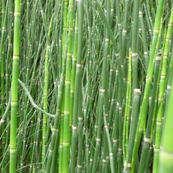 Rough Horsetail, Common Horsetail, Scouring Rush